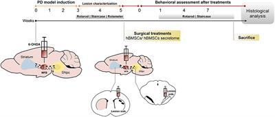 Bone Marrow Mesenchymal Stem Cells' Secretome Exerts Neuroprotective Effects in a Parkinson's Disease Rat Model